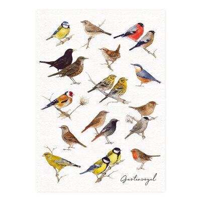 Postkarte Gartenvögel
