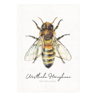 Postkarte Westliche Honigbiene